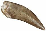 Fossil Plesiosaur (Zarafasaura) Tooth - Morocco #287163-1